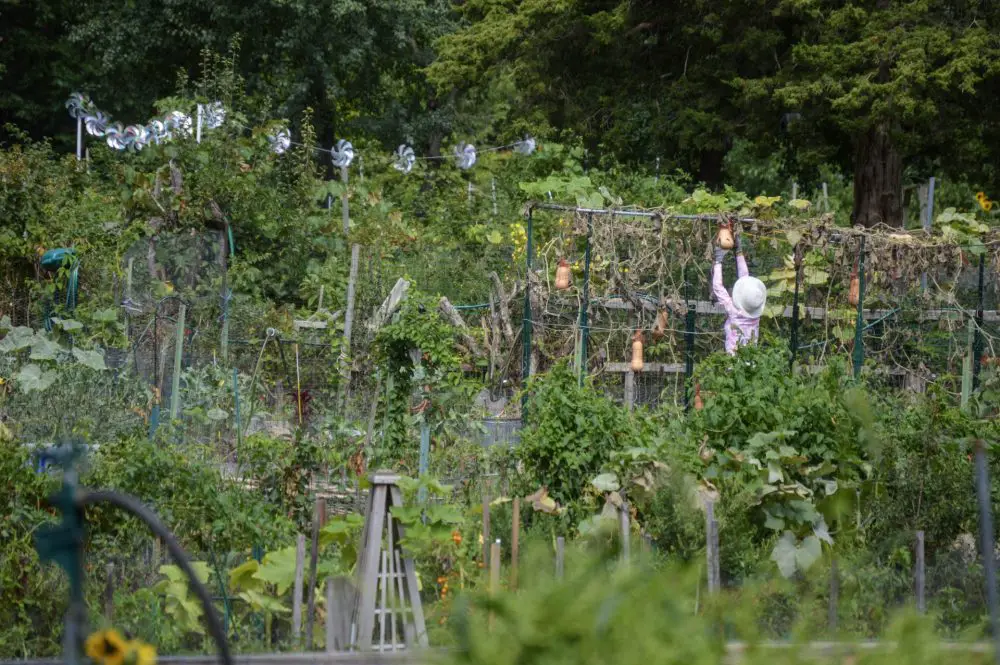 Weston Road Community Garden birds