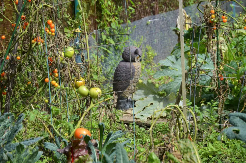 Weston Road Community Garden birds