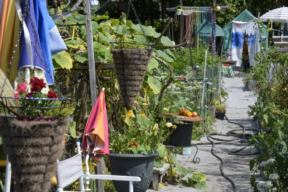 Weston Road Community Garden birds