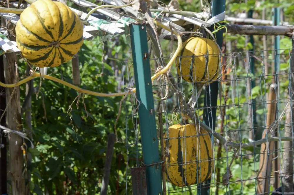 Weston Road Community Garden birds