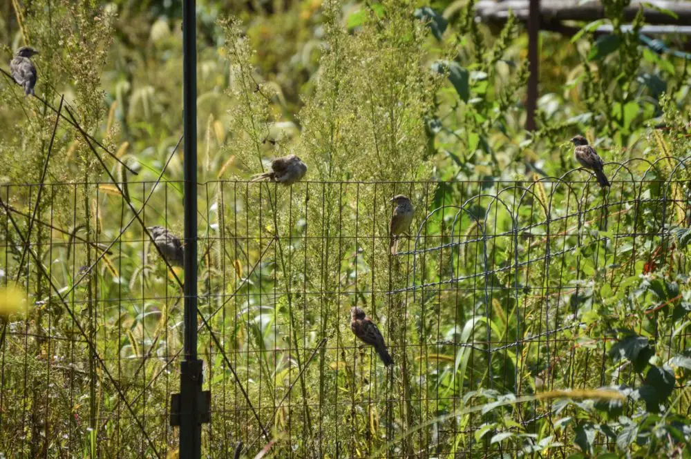 Weston Road Community Garden birds