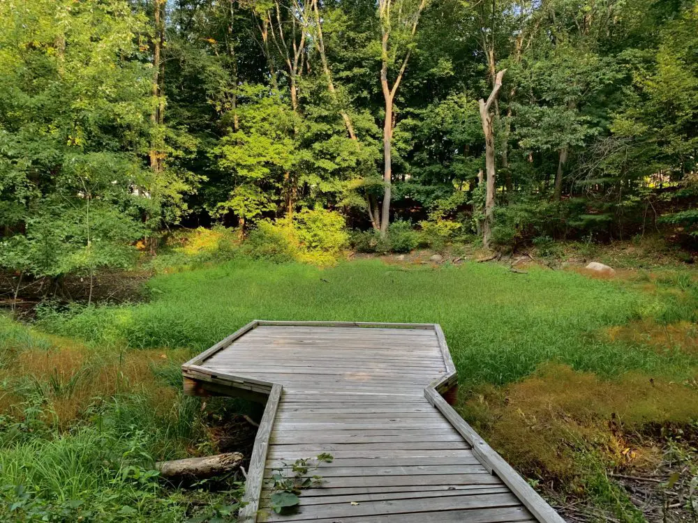 North 40 vernal pool, Wellesley. Fall2024