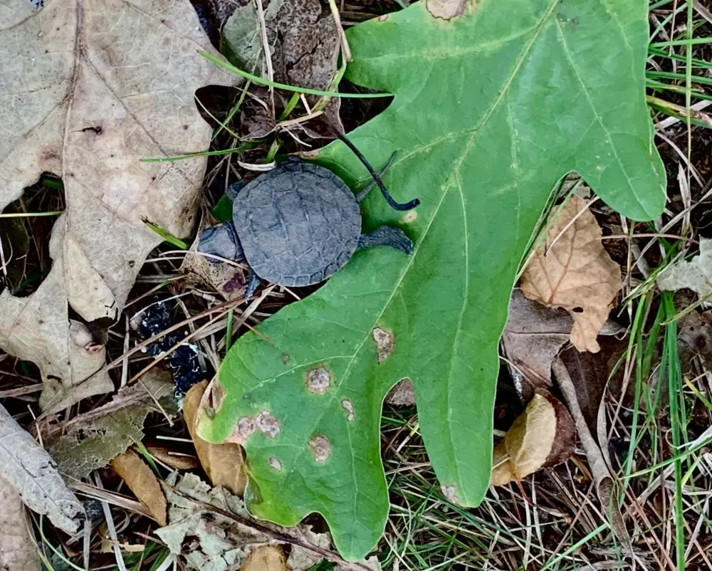 Wellesley North 40, baby turtle