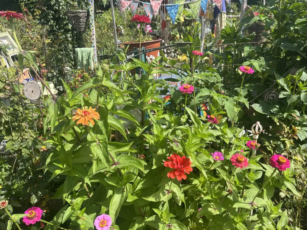 Weston Road Community Garden birds