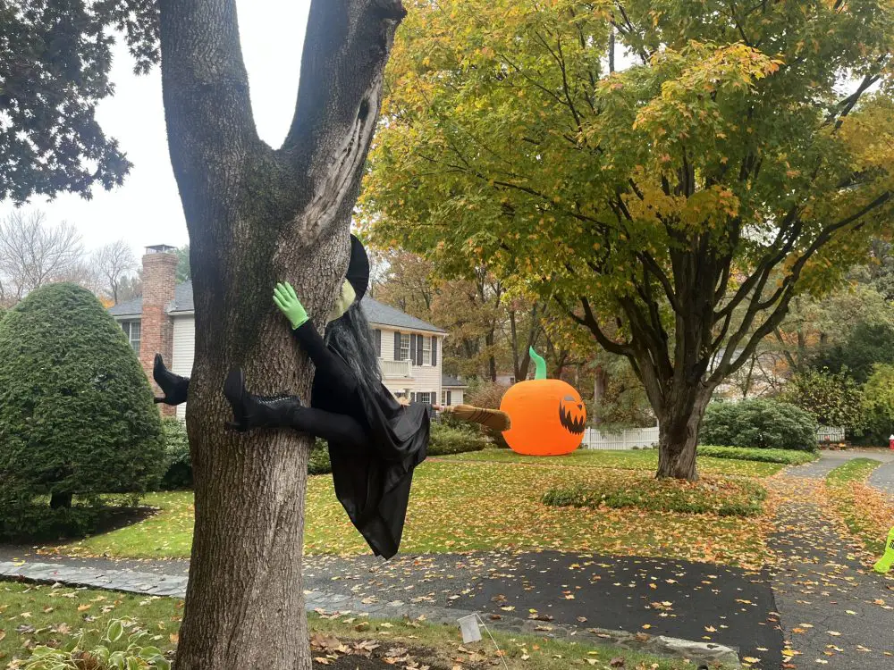 Nantucket Road pumpkins