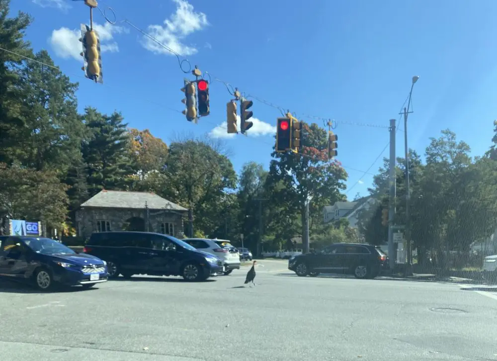 turkey at rte 9 and oakland street in Wellesley Hills