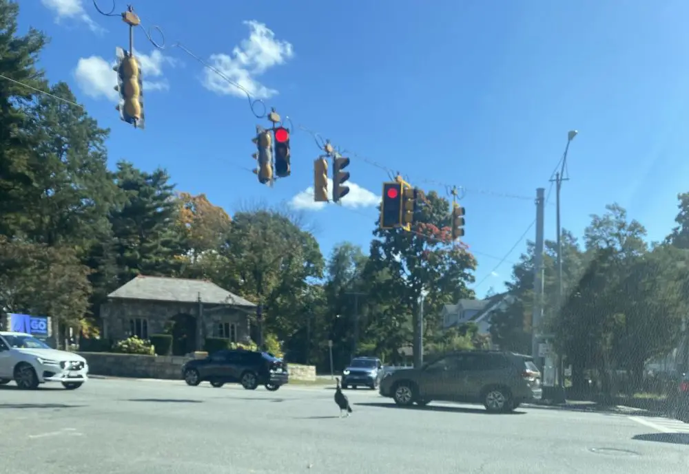 turkey at rte 9 and oakland street in Wellesley Hills