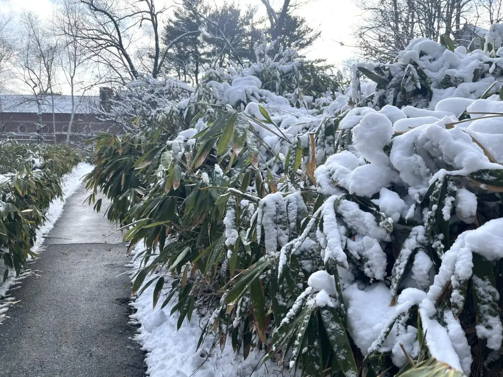 wellesley college snow bushes