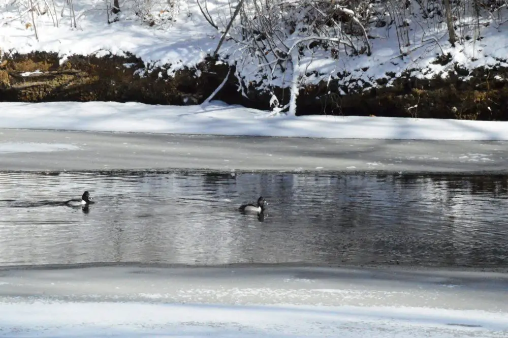 ring necked ducks on charles