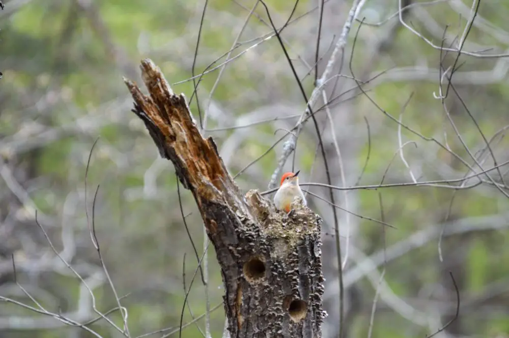 red-bellied woodpecker