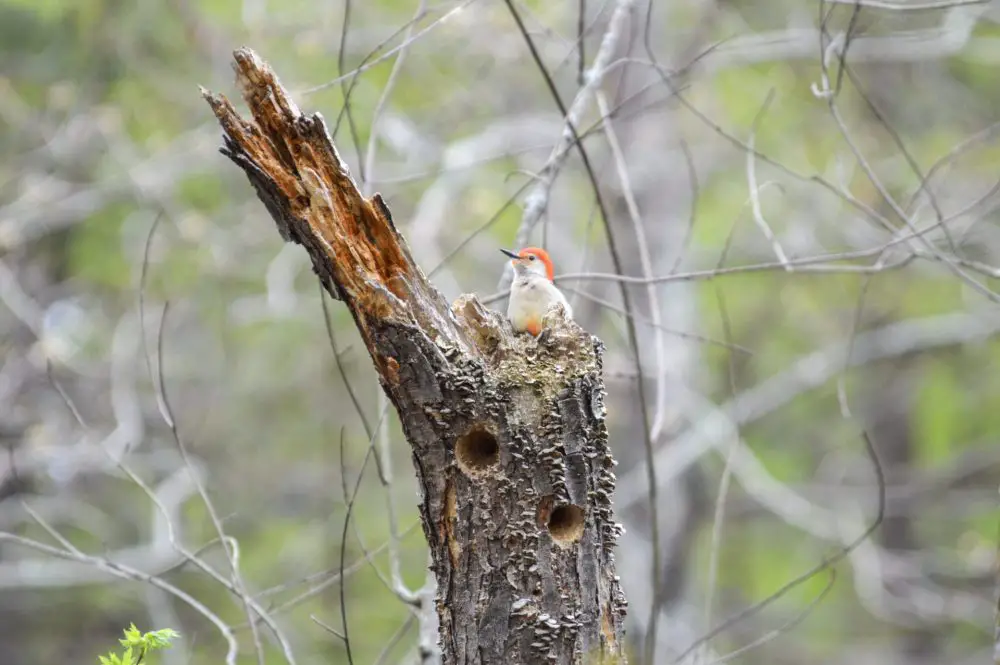 red-bellied woodpecker