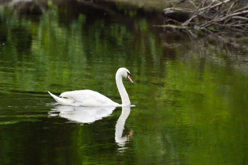 swan charles river summer