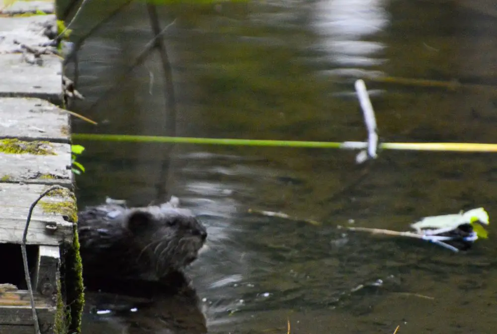 Muskrat Charles River