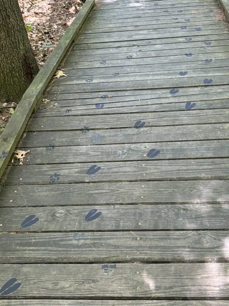 Wellesley Eco-camp