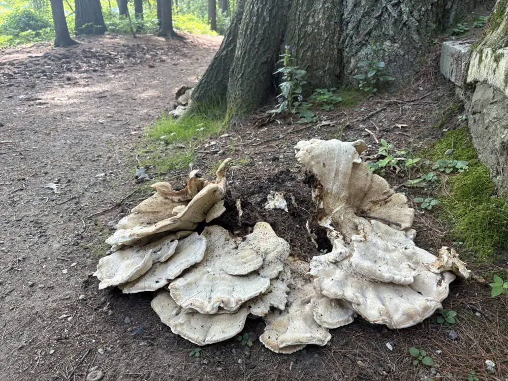 Fungus Elm Bank