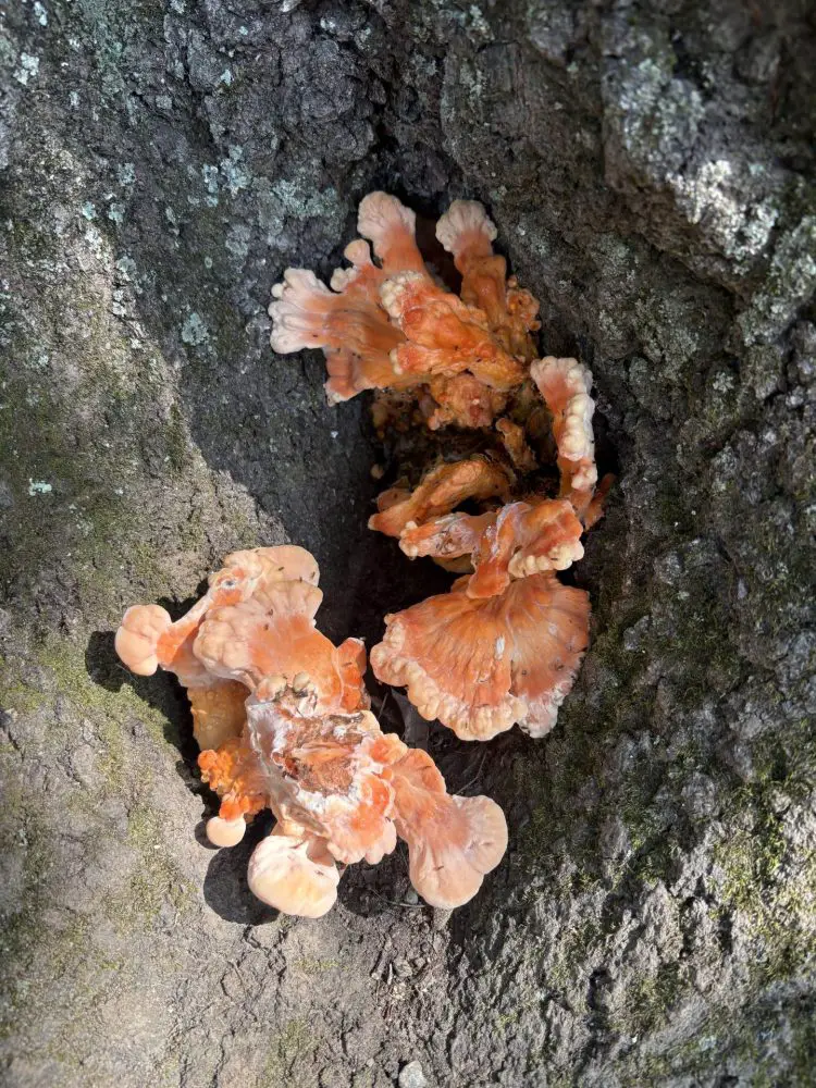 Fungus Elm Bank