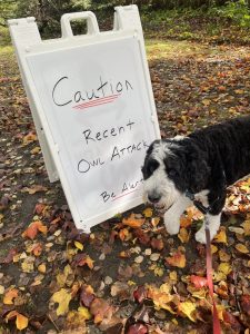 Sandwich board, owl attack, Wellesley