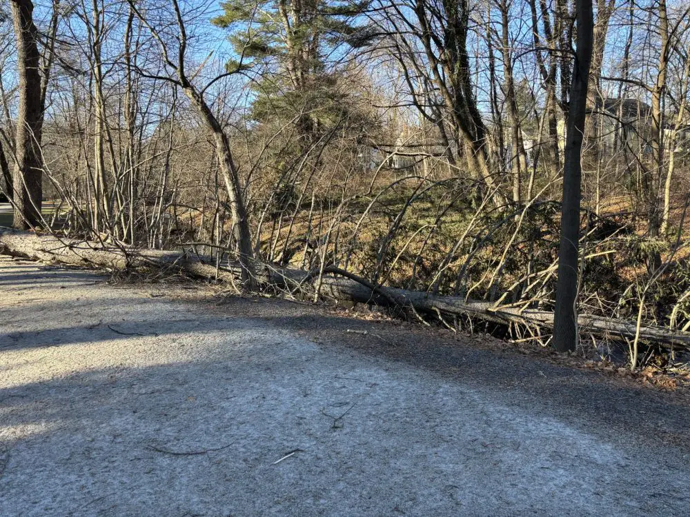 trees & branches down due to winds