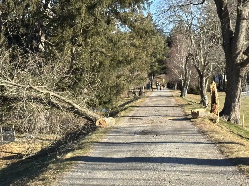 trees & branches down due to winds