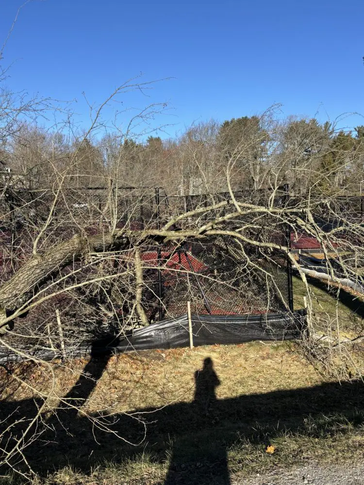 trees & branches down due to winds