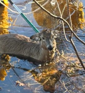 deer on lake waban