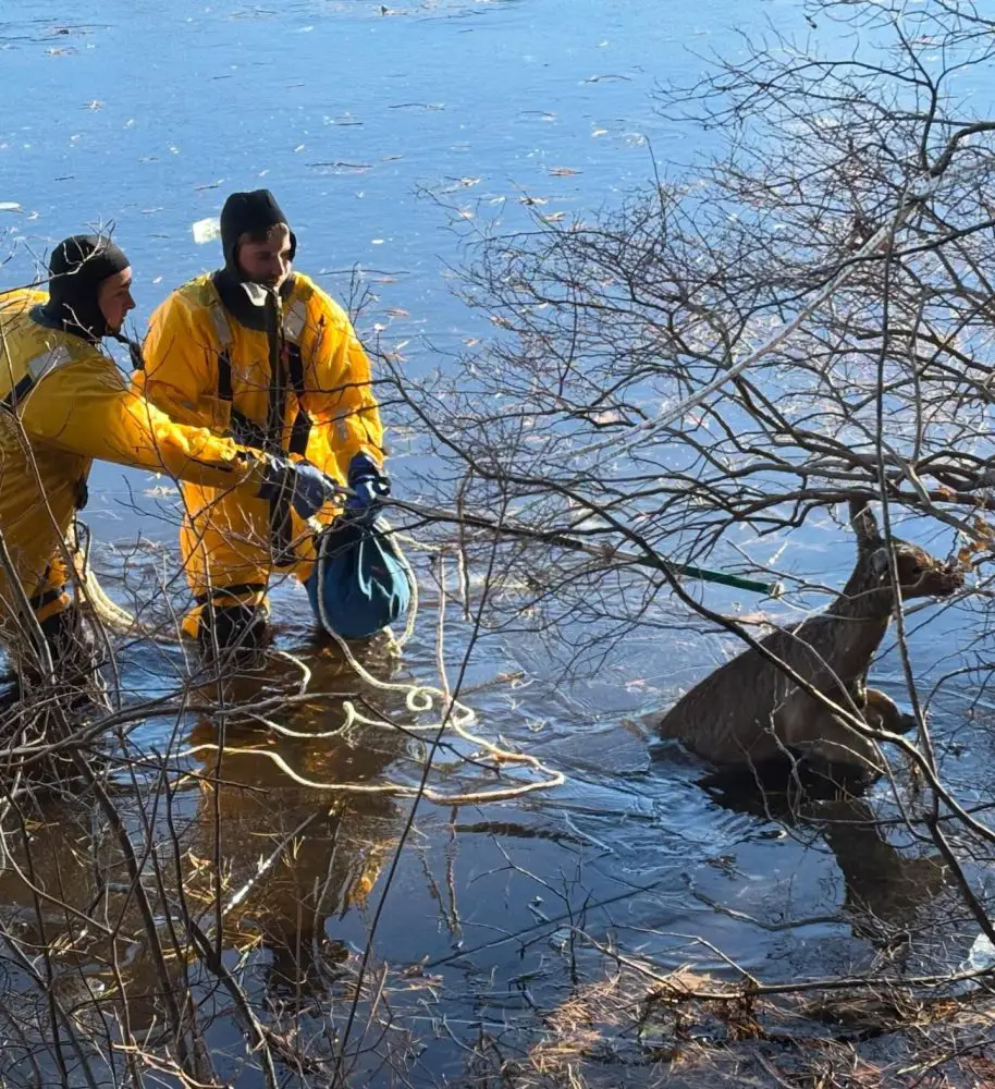 deer on lake waban
