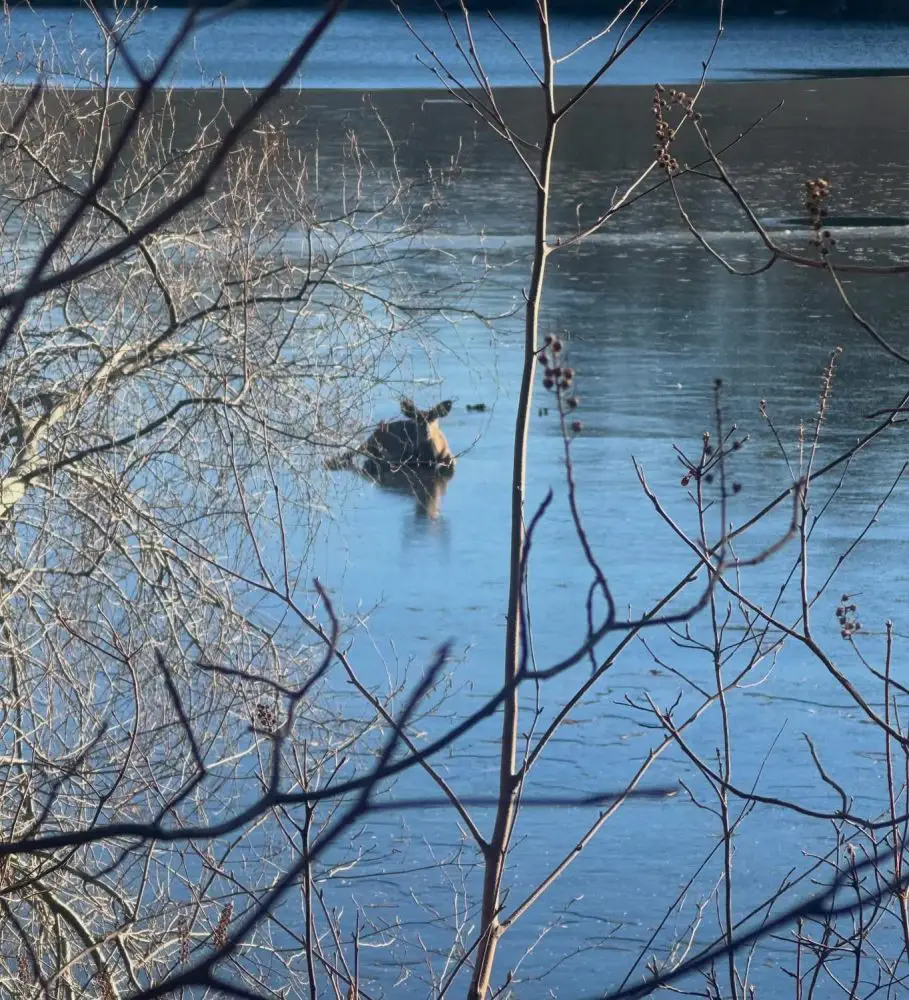 deer on lake waban