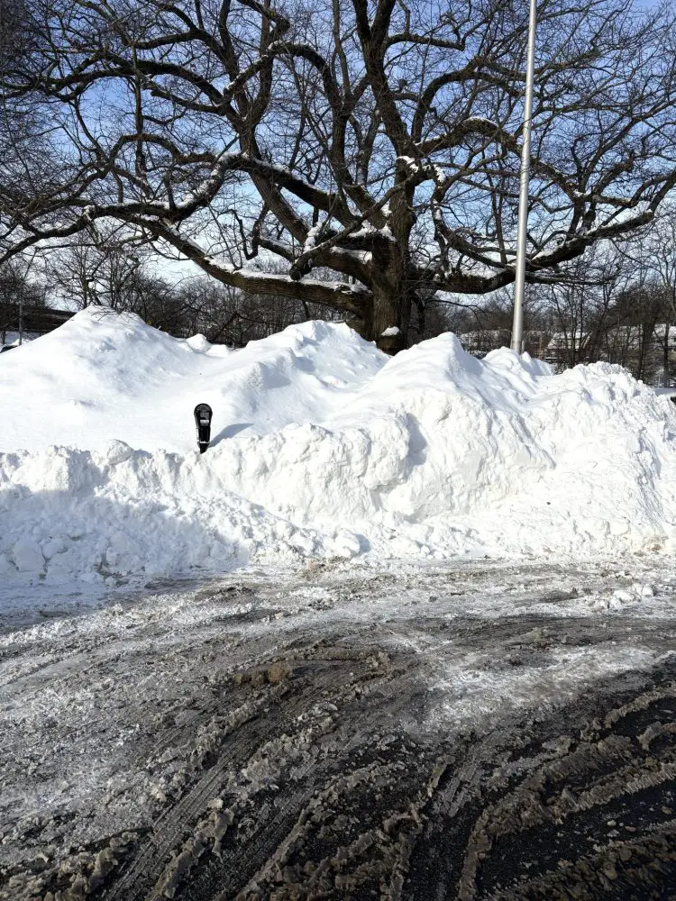 Wellesley snowstorm tree at post office