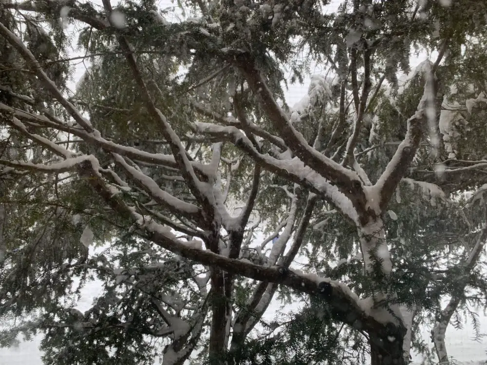 blizzard at Wellesley College