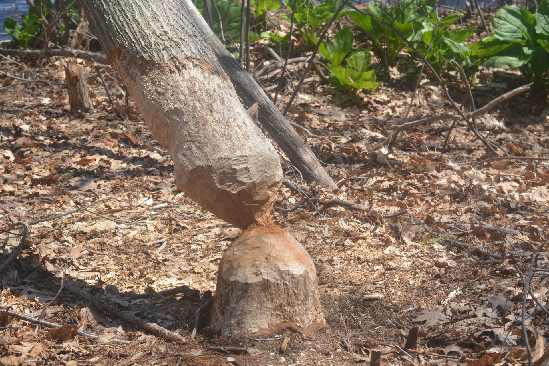 Contemporary sculpture by Lake Waban beavers - The Swellesley Report