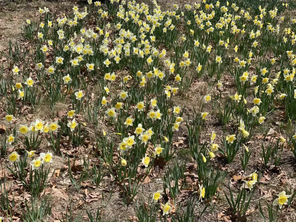 daffodil hill at Wellesley College