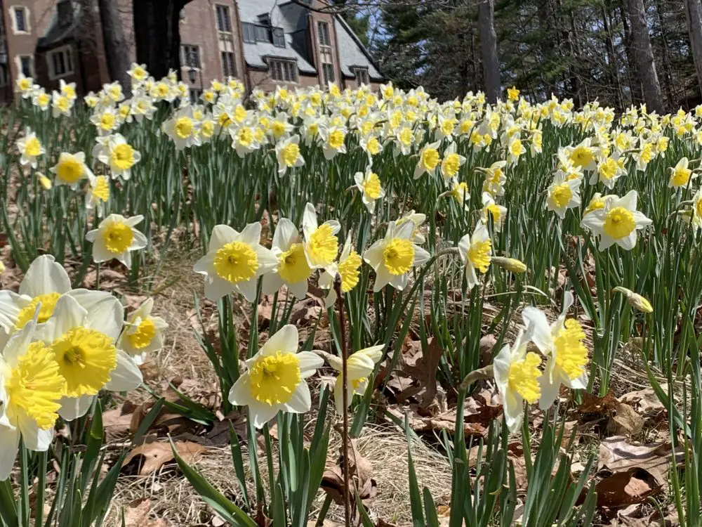 daffodil hill at Wellesley College