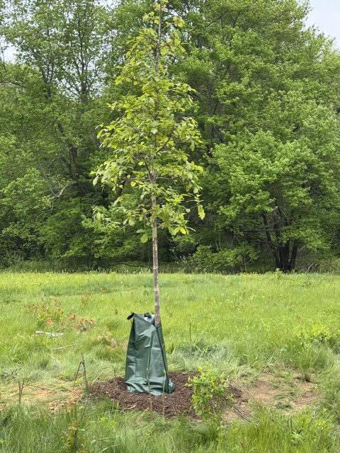Boulder Brook Reservation spring